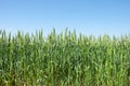 Green field of wheat, blue sky Royalty Free Stock Photo