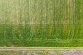 Green field with wheel marks and rural road. Aerial shot of spring agricultural landscape, farmland. Growing winter crops, top Royalty Free Stock Photo