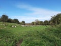green field where cows rest Royalty Free Stock Photo