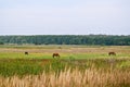Green field where horses graze