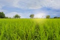 Green field and white cloud and blue sky Royalty Free Stock Photo