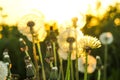 Green field with white dandelions