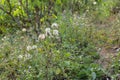 Green field with white dandelions. Closeup of spring flowers on the ground