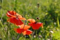 A green field with wild red poppies. A sunny spring day. Royalty Free Stock Photo