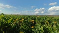 The green field with wildflowers