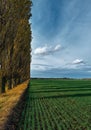 Green field of winter crops on a background of blue sky. Sunny autumn day. Royalty Free Stock Photo