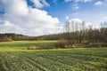 Green field with winter grain, forest and blue sky Royalty Free Stock Photo