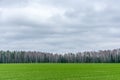 Green field. Royalty Free Stock Photo