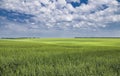 Green field of winter wheat on blue cloudy sky background in spring in sunny day Royalty Free Stock Photo