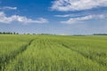 Green field of winter wheat on blue cloudy sky background in spring in sunny day Royalty Free Stock Photo