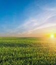 Green field of winter wheat, blue sky and sunset Royalty Free Stock Photo
