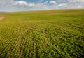 field of winter wheat, early spring sprouts, sky with clouds Royalty Free Stock Photo