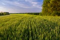 Green field of winter wheat on the edge of the forest. Beautiful summer landscape Royalty Free Stock Photo