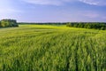 Green field of winter wheat and forest on the horizon. Beautiful summer landscape Royalty Free Stock Photo