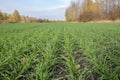 Green field of winter wheat