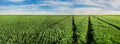 traces at green field of winter wheat, agricultural machinery, panoramic view Royalty Free Stock Photo
