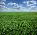 Green field of winter wheat, early spring sprouts and cloudly sky Royalty Free Stock Photo