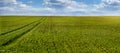 field of winter wheat with traces of agricultural machinery, early spring sprouts and sky on the horizon Royalty Free Stock Photo