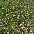 Green field with yellow dandelions. Close up of yellow spring flowers on the ground Royalty Free Stock Photo