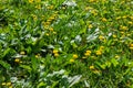 Green field with yellow dandelions. Closeup of yellow spring flowers on the ground