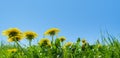 Green field with yellow dandelions. Closeup of yellow spring flowers on the ground Royalty Free Stock Photo