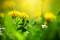 Field with dandelions. Closeup of yellow spring flowers Royalty Free Stock Photo