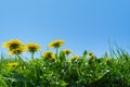 Green field with yellow dandelions. Closeup of yellow spring flowers on the ground Royalty Free Stock Photo
