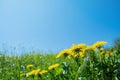 Green field with yellow dandelions. Closeup of yellow spring flowers on the ground Royalty Free Stock Photo