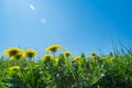 Green field with yellow dandelions. Closeup of yellow spring flowers on the ground Royalty Free Stock Photo