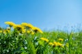 Green field with yellow dandelions. Closeup of yellow spring flowers on the ground Royalty Free Stock Photo