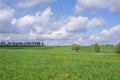 Green field with yellow dandelions, lonely trees and forest plantations in distance and sky with clouds Royalty Free Stock Photo