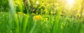 Green field with yellow dandelions in spring on the ground