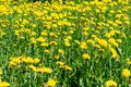 Green field with yellow flowering dandelions, close-up nature background Royalty Free Stock Photo