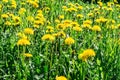 Green field with yellow flowering dandelions, close-up nature background Royalty Free Stock Photo