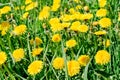 Green field with yellow flowering dandelions, close-up nature background Royalty Free Stock Photo