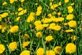 Green field with yellow flowering dandelions, close-up nature background Royalty Free Stock Photo