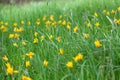 Yellow wild tulips in the lush green grass Royalty Free Stock Photo