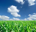 Green field of young corn Royalty Free Stock Photo