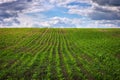 Green field with young corn and cloudy sky Royalty Free Stock Photo