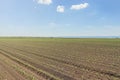 Green field with young corn. Rows Green Corn Field. Royalty Free Stock Photo