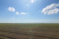 Green field with young corn. Rows Green Corn Field. Royalty Free Stock Photo