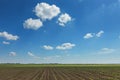 Green field with young corn. Rows Green Corn Field. Royalty Free Stock Photo