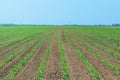 Green field with young corn. Rows Green Corn Field.