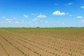 Green field with young corn. Rows Green Corn Field. Royalty Free Stock Photo