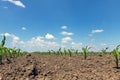 Green field with young corn. Rows Green Corn Field. Royalty Free Stock Photo