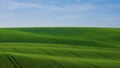 Green field of young grain with traces of a tractor in Moravian Royalty Free Stock Photo