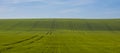 Green field of young grain with traces of a tractor in Moravian Royalty Free Stock Photo