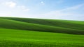 Green field of young grain with traces of a tractor in Moravian Royalty Free Stock Photo