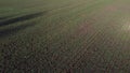 Green field young green small sprouts of cereal crops and blue sky on sunny day Royalty Free Stock Photo