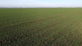 Green field young green small sprouts of cereal crops and blue sky on sunny day Royalty Free Stock Photo